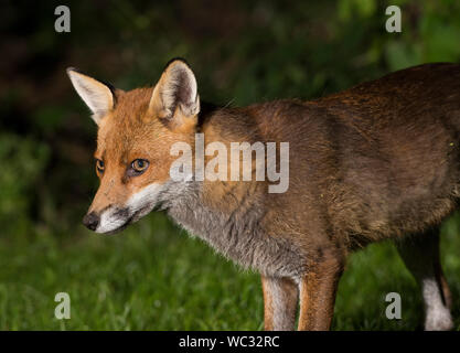 Nahaufnahme eines urbanen Europäischen Red Fox (Vulpes vulpes) Nachts auf Gras in England. Stockfoto