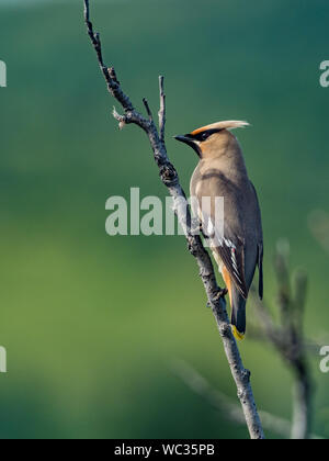 Bohemian Waxwing, Bombycilla garrulus, einem wunderschönen Vogel im Denali National Park, Alaska, USA Stockfoto