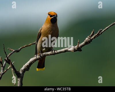 Bohemian Waxwing, Bombycilla garrulus, einem wunderschönen Vogel im Denali National Park, Alaska, USA Stockfoto