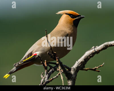 Bohemian Waxwing, Bombycilla garrulus, einem wunderschönen Vogel im Denali National Park, Alaska, USA Stockfoto