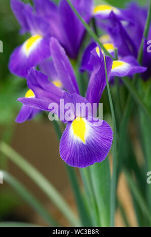 Iris hollandica 'Blue Magic' Blumen. Stockfoto
