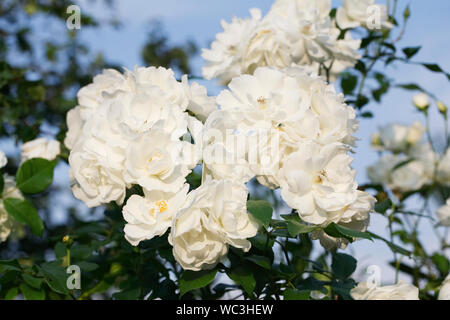 Kletterrose 'Iceberg"im Garten. Stockfoto