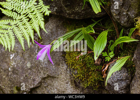 Weiß und Lavendel Orchidee in crevises eines Rock Garden Wall mit Moos bepflanzt Stockfoto