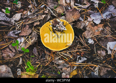 Xerocomus badius Pilz wächst im Wald. Stockfoto