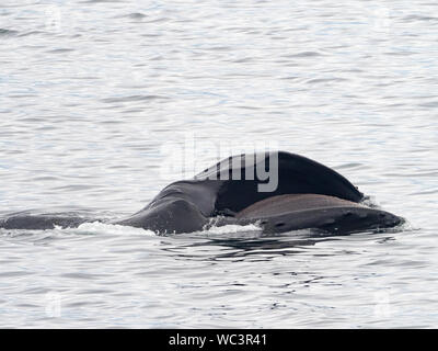 Buckelwale, Megaptera novaeangliae, Fütterung in einem kooperativen bubblenetting Gruppe auf hering Schulen in der Nähe Angoon, Southeast Alaska Stockfoto