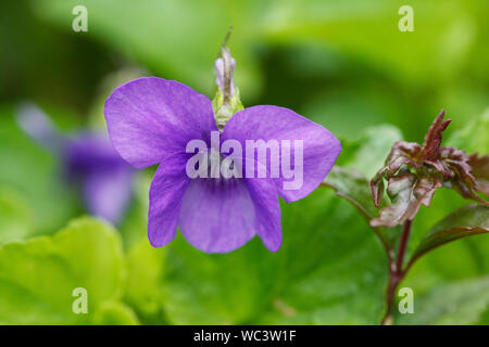 Viola odorata. Violette Blume. Stockfoto