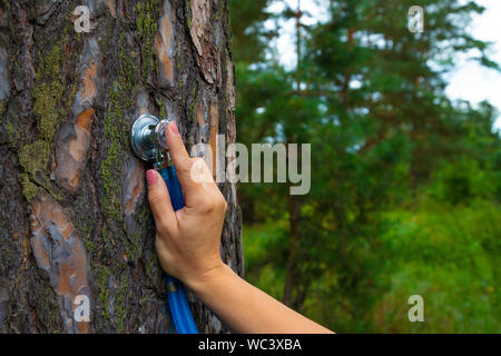 Eine Hand hält eine phonendoscope Instrument mit einem Rinde von Kiefer in den Wald. Stockfoto