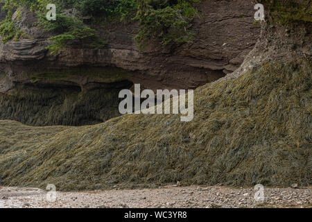 Seegras wächst auf sedimentgesteine Konglomerat und Sandsteinfelsen auf der Klippe von Hopewell Rocks Park, in der Bucht von Fundy, New Brunswick gelegen, Montag ein Stockfoto