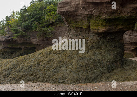 Seegras wächst auf sedimentgesteine Konglomerat und Sandsteinfelsen auf der Klippe von Hopewell Rocks Park, in der Bucht von Fundy, New Brunswick gelegen, Montag ein Stockfoto