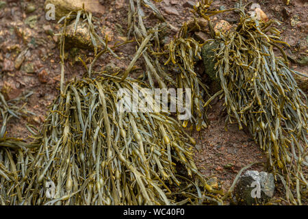 Seegras wächst auf sedimentgesteine Konglomerat und Sandsteinfelsen auf der Klippe von Hopewell Rocks Park, in der Bucht von Fundy, New Brunswick gelegen, Montag ein Stockfoto