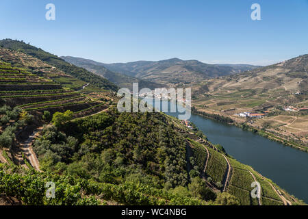 Reihen der Weinreben Linie das Tal des Flusses Douro in Portugal Stockfoto