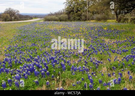 Bluebonnets blooming entlang einer Autobahn in der Nähe von Mason, Texas, USA Stockfoto