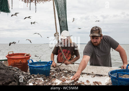 Kommerzielle Fischer Sortierung Fang von Garnelen an Bord von Schiffen Stockfoto
