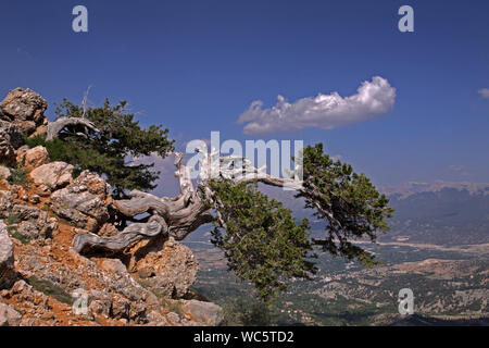 Interessante Baum auf Felsen im Mittelmeerraum Stockfoto