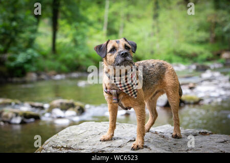 Border Terrier tragen bandana auf Felsen am Fluss Barle, Exmoor, Großbritannien Stockfoto