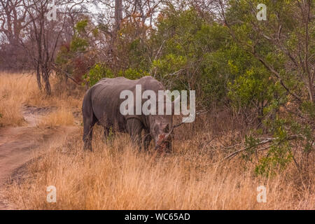 Männliche White Rhino Walking im Bush Veld Stockfoto