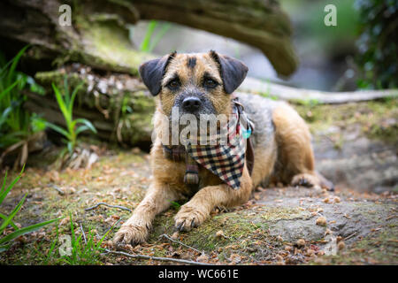 Border Terrier tragen Bandana Stockfoto