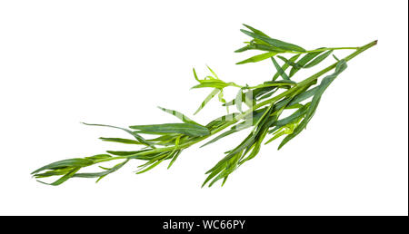 Zweig frischer Estragon (Estragon) auf weißem Hintergrund Stockfoto