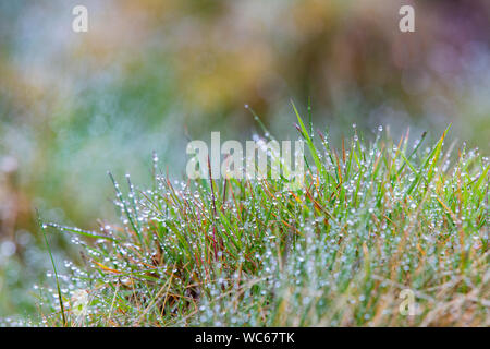 Tau auf Gras Büschel Stockfoto