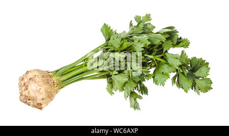 Single frischen Sellerie (Sellerie) mit grünen auf weißem Hintergrund Stockfoto