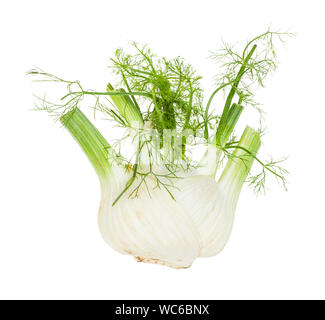 Reif Florenz Fenchel Stiel mit grünem Laub auf weißem Hintergrund Stockfoto