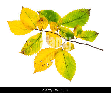 Zweig mit Gelbfärbung der Blätter der Ulme im Herbst auf weißem Hintergrund Stockfoto