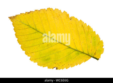 Rückseite der Gefallenen gelb Blatt von Elm Tree auf weißem Hintergrund Stockfoto