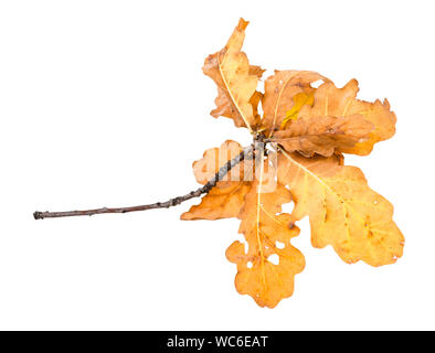 Zweig mit gelb und braun Eiche Blätter im Herbst auf weißem Hintergrund Stockfoto