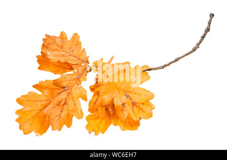 Zweig mit orange Eiche Blätter im Herbst auf weißem Hintergrund Stockfoto