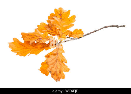 Zweig mit orange Eiche Blätter im Herbst auf weißem Hintergrund Stockfoto