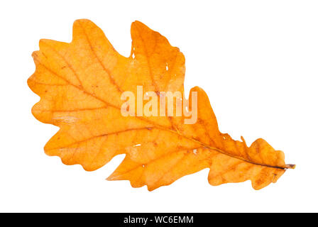 Gefallenen braune Eiche Blatt auf weißem Hintergrund Stockfoto