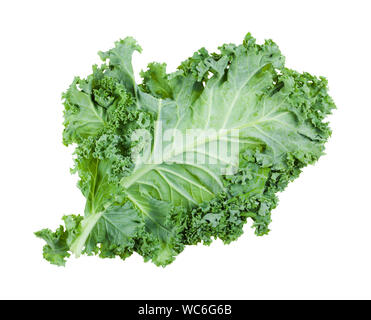 Single green leaf von curly-blatt Kale (Blatt Kohl) auf weißem Hintergrund Stockfoto
