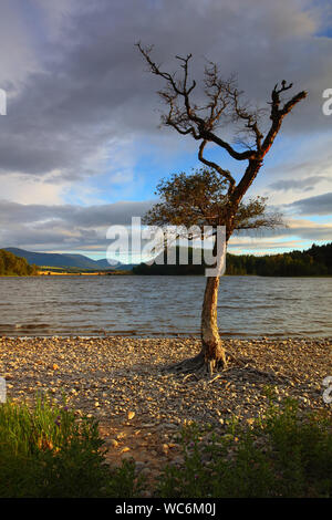 Lone Tree am Ufer des Loch Pityoulish in der Nähe von Aviemore, Cairngorms National Park, Schottland, Großbritannien.2 Stockfoto