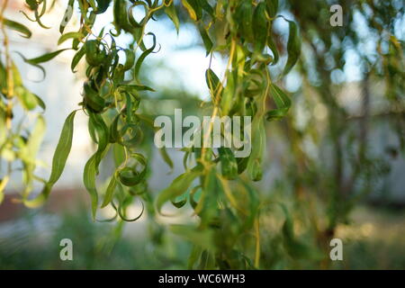 Trauerweide Äste im Garten aus der Nähe Stockfoto