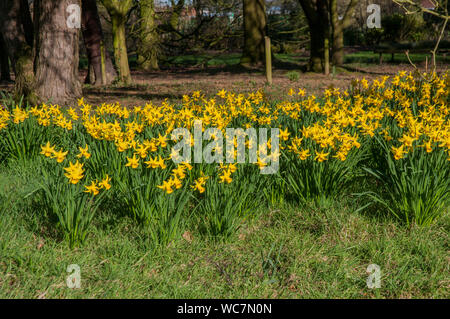 Narzissen Februar Gold eingebürgert in einem bewaldeten Garten Dies ist eine Abteilung 6 Narzisse und ist ein starker Züchter, dass Blumen im Februar Stockfoto