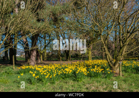 Narzissen Februar Gold eingebürgert in einem bewaldeten Garten Dies ist eine Abteilung 6 Narzisse und ist ein starker Züchter, dass Blumen im Februar Stockfoto