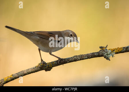 Gemeinsame whintethroat Vogel auf Zweig mit warmen Hintergrund Stockfoto