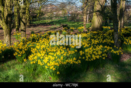 Narzissen Februar Gold eingebürgert in einem bewaldeten Garten Dies ist eine Abteilung 6 Narzisse und ist ein starker Züchter, dass Blumen im Februar Stockfoto