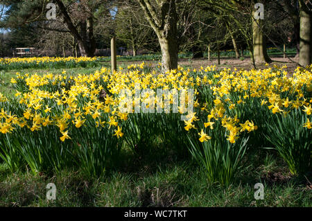 Narzissen Februar Gold eingebürgert in einem bewaldeten Garten Dies ist eine Abteilung 6 Narzisse und ist ein starker Züchter, dass Blumen im Februar Stockfoto