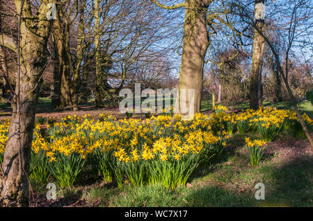 Narzissen Februar Gold eingebürgert in einem bewaldeten Garten Dies ist eine Abteilung 6 Narzisse und ist ein starker Züchter, dass Blumen im Februar Stockfoto