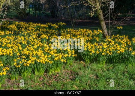 Narzissen Februar Gold eingebürgert in einem bewaldeten Garten Dies ist eine Abteilung 6 Narzisse und ist ein starker Züchter, dass Blumen im Februar Stockfoto