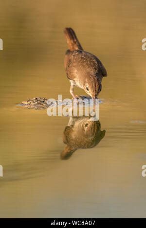 Luscinia megarhynchos Mockingbird Stockfoto