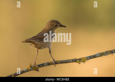 Luscinia megarhynchos Mockingbird Stockfoto