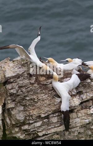 Basstölpel, Morus vitulina, paar Erwachsene kämpfen, Bempton Cliffs, Yorkshire, Großbritannien. Stockfoto