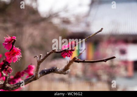 Kirschblüten im Chishaku-in Buddhistischen Tempel in Kyoto, Japan. Stockfoto