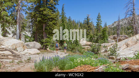 Zwei weibliche Wanderer auf einem Berg Trail in der Nähe von Pinecrest, Kalifornien, in die Berge der Sierra Nevada. Beide Frauen haben Rucksäcke, miteinander zu reden. Stockfoto