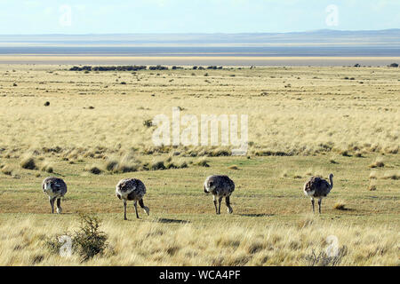 Darwin Nandus (Rhea pennata) Weiden an der Seite der Straße außerhalb von Punta Arenas im chilenischen Patagonien. Stockfoto