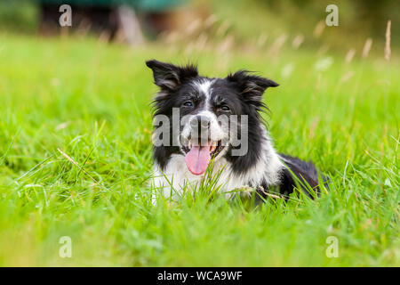 Das Porträt einer niedlichen Border Collie Stockfoto