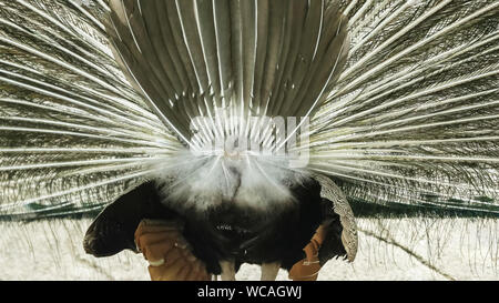 Nahaufnahme Rückansicht eines männlichen Pfau anzeigen Stockfoto