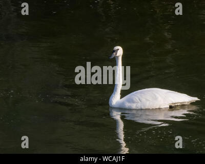 Ein Trompeter swan Paddeln im Yellowstone NP Stockfoto